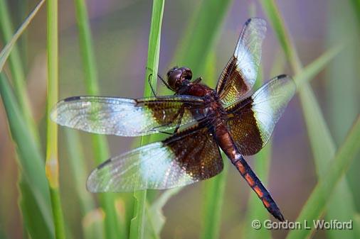 merrell ontario dragonfly